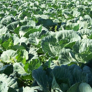 Portuguese Kale 200 Seeds, Tronchuda Beira, Open Pollinated Non GMO, Sea Kale, couve galega, Galician kale,  Beira Kale, Braganza cabbage