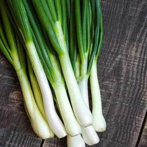 Tokyo Long White Bunching Onions | Green Onions |  Japanese Bunching Onion | Welsh Onion | xiāng cōng |  Allium fistulosum 300 Seeds