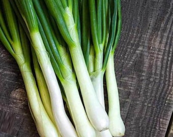 Tokyo Long White Bunching Onions | Green Onions |  Japanese Bunching Onion | Welsh Onion | xiāng cōng |  Allium fistulosum 300 Seeds