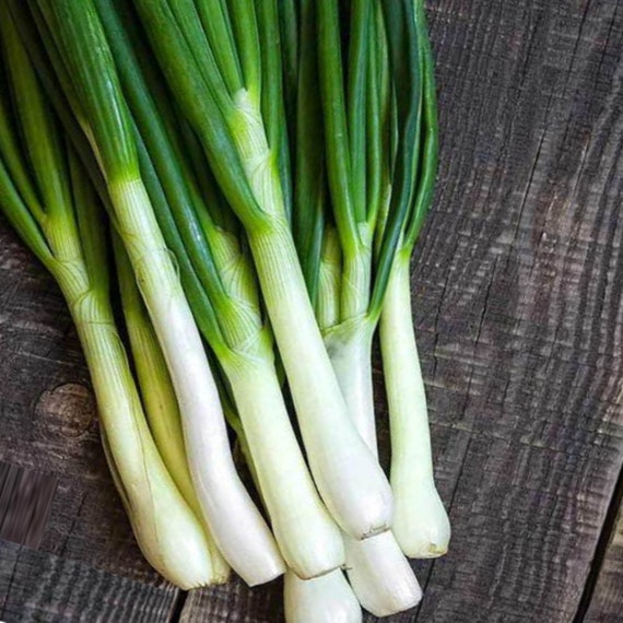 Tokyo Long White Bunching Onions | Green Onions |  Japanese Bunching Onion | Welsh Onion | xiāng cōng |  Allium fistulosum 300 Seeds