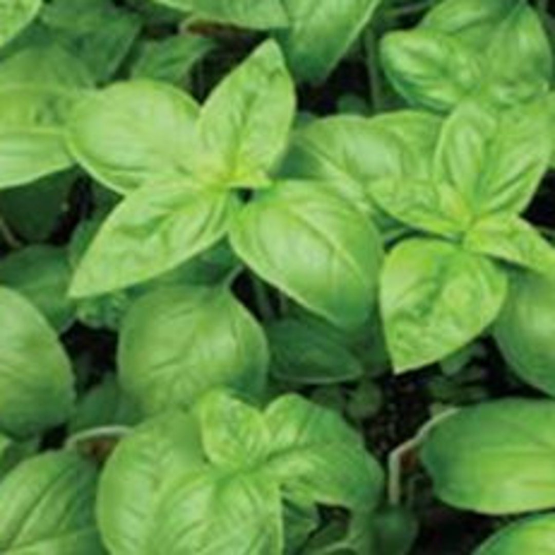 Italian Large Leaf Basil Seeds, Sweet Basil Seeds, Italian Basil, Dark