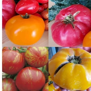 Heirloom Tomato Pack, Pink Brandwine Beefsteak Tomato, Tigerella Tomato, Amana Orange Tomato, Pineapple Tomato