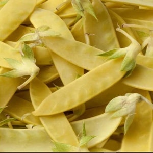May include: A close-up of a pile of fresh, yellow snap peas. The peas are arranged in a random pattern, with some of the pods overlapping. The peas are a bright yellow color and have a smooth, shiny surface.