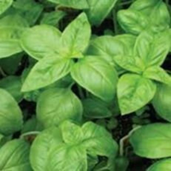 Italian Genovese Basil Seeds, Sweet Basil Seeds, Italian Heirloom basil, Dark Green Basil basil, 400+ Italian Basil Seeds