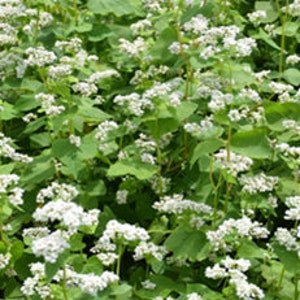 Buckwheat Seeds, Open Pollinated Non GMO Buckwheat Seeds 300+ Seeds