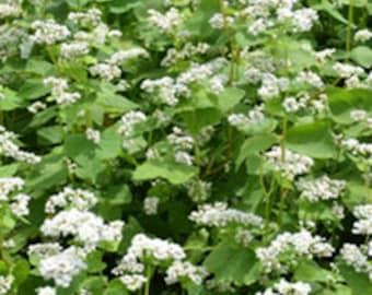 Buckwheat Seeds, Open Pollinated Non GMO Buckwheat Seeds 300+ Seeds