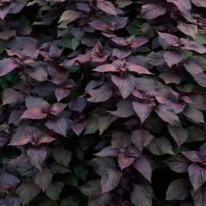 Purple Shiso Seeds, Non GMO Open Pollinated Heirloom Purple Japanese Shiso Seeds 150 Seeds