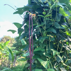 May include: A close-up of a vine with long, purple yardlong beans hanging from it. The vine is growing against a wooden post and has green leaves.