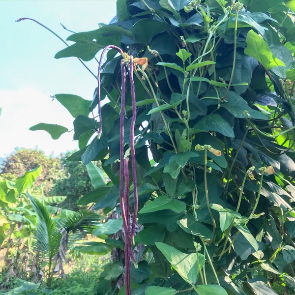 Purple Yard Long Bean Seeds, Red Noodle Yard Long Heirloom Seed, Purple Long Bean Seed, Asparagus Beans, Snake Bean, Phaseolus Vulgaris