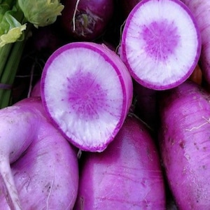 Bravo Purple Radish Seeds, Non GMO Purple Daikon style Radish Seeds xīnlǐměi luóbó, Purple Asian Winter Radish Seeds100 Seeds