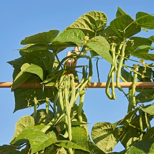 May include: Green string beans growing on a trellis with a blue sky in the background.