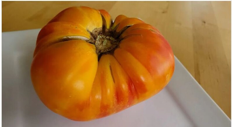 BountifulSeed Striped German Tomato Seeds