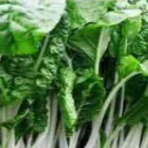 White Swiss Chard Seeds, White Stem 40 Seeds Non GMO Open Pollinated Swiss Chard Seeds