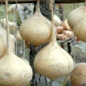 May include: A group of white, pear-shaped jicama root vegetables hanging from a wooden structure with twine.