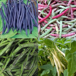 Bean Combo Pack | Pink Half Runner Beans | Velour Purple French Beans | Rattlesnake bicolor Beans | Gold Rush Yellow Beans | Rainbow mix