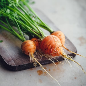 Parisian Carrot Seeds Non-GMO, Open Pollinated Carrot Seed, Round Carrots Delicious and Sweet Carrot Seeds, Heirloom Carrots 200 & 400 Seeds