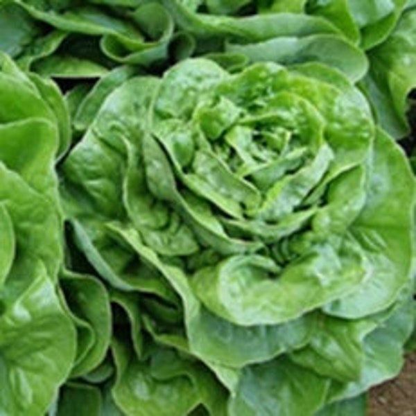 Butterhead Lettuce  Seeds. 100-300 Seeds, Buttercrunch Lettuce, Soft fast growing  Non GMO Hydroponic Lettuce Seed - ECO PACK