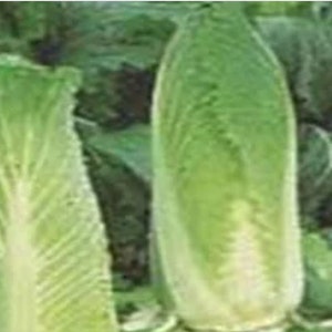 Napa Cabbage Seed, Cone Head Cabbage Bull Heart, Early Jersey Wakefield Cabbage, Specialty Seed, Cabbage Seed, Asian Cabbage 100 & 200 seeds