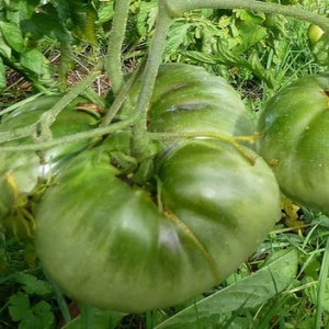 Aunt Ruby&#39;s German Green Tomato Seeds, Indeterminate Non GMO Open Pollinated Heirloom Tomato Seeds, 20 Seeds & 50 Seeds