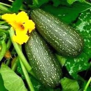 May include: Two dark green zucchini with white speckles are displayed next to a bright yellow squash blossom. The vegetables are surrounded by green leaves and stems, suggesting a garden setting.