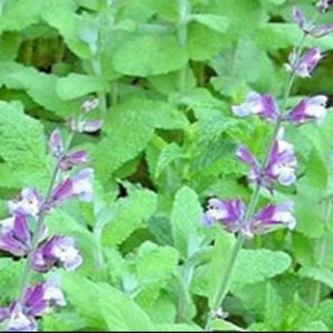 Broadleaf Sage Seeds,  50+ Seeds Non GMO Open Pollinated Heirloom Sage Seeds