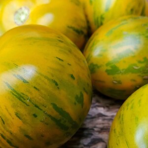Green Zebra Tomato Seeds, Indeterminate Non GMO Open Pollinated Heirloom Tomato seeds, Green Zebra tomato seeds, Green Tomatoes 25 Seeds