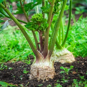 May include: Close-up of a celery root plant growing in a garden. The root is large and white, with green stalks growing from it. The plant is surrounded by green grass.