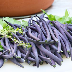 Bean - Velour Purple French Bean Heirloom Seed | Purple French Bean Seed | Pencil Beans | Purple Pod Bean Seed | Vegetable Seed | 40 seeds