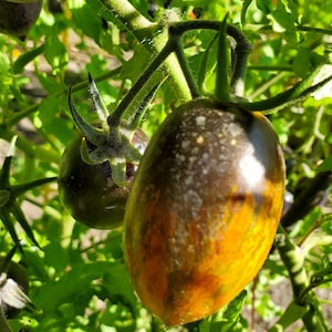 Brad&#39;s Atomic Grape Tomato Seeds, Indeterminate Open Pollinated Heirloom Tomato Seeds, Atomic Grape colors, Rare Seeds. 15 Seeds free ship.