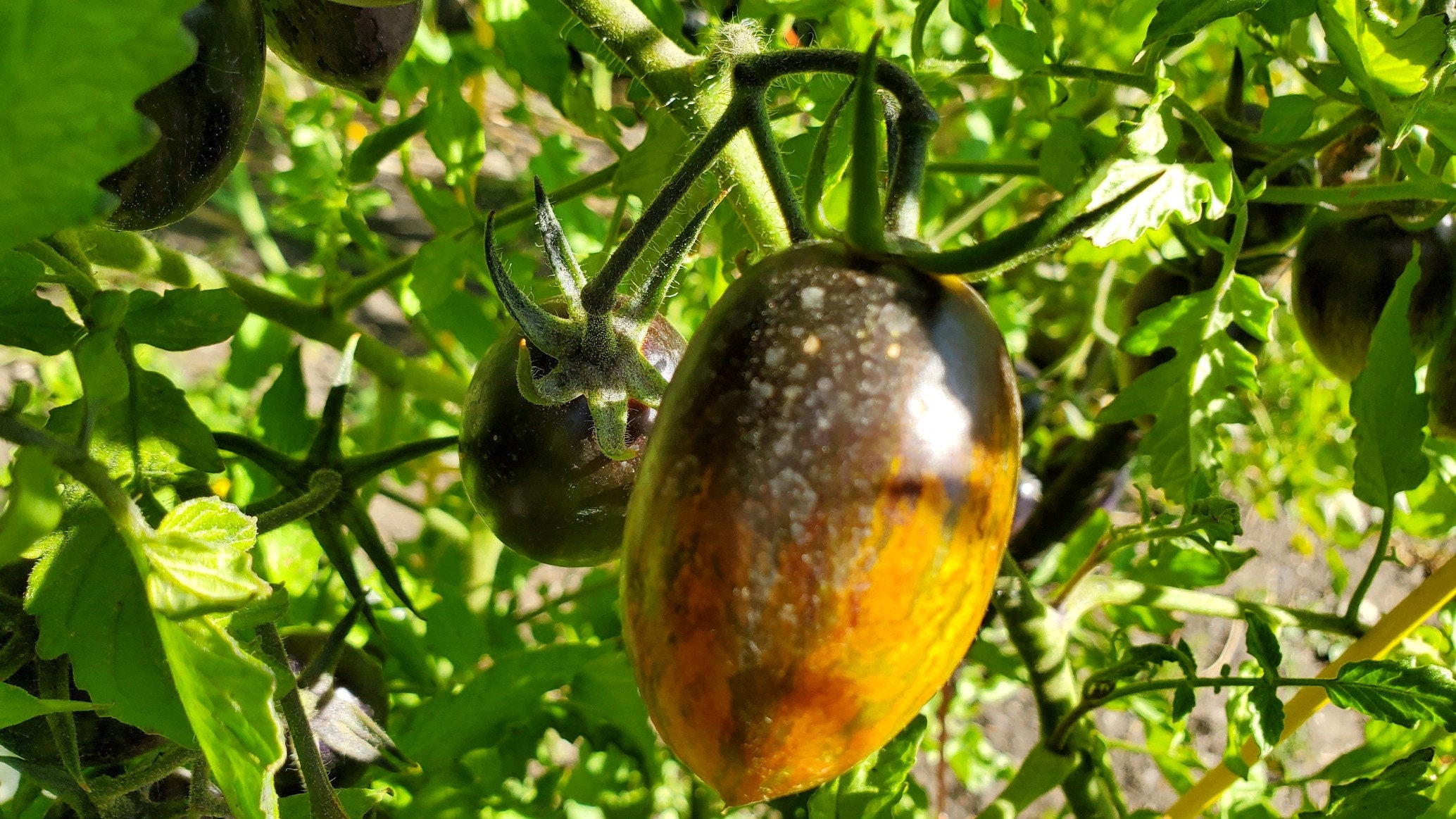 Brad's Atomic Grape Tomato Seeds, Indeterminate Open Pollinated