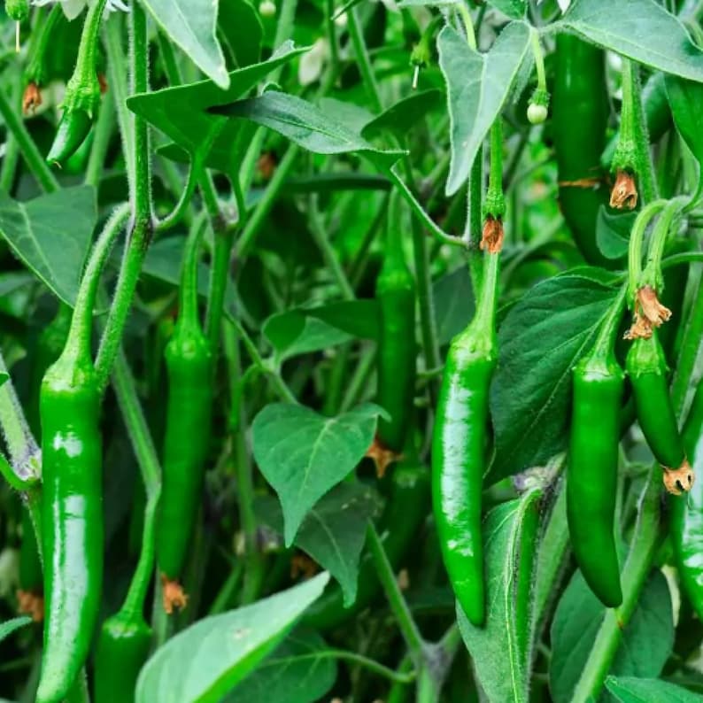 Pu&ograve; includere: Primo piano di peperoncini verdi che crescono su una pianta. I peperoncini sono lunghi e sottili, con una punta appuntita. La pianta &egrave; verde e frondosa, con molti rami.