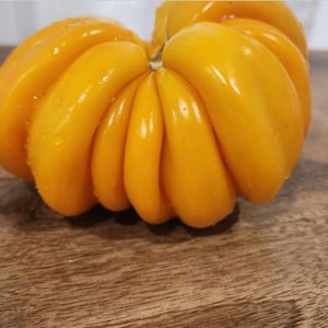 Orange Accordion Tomato seeds, Indeterminate Heirloom Italian Wrinkled Tomato seeds Rare Seeds, 20 Seeds