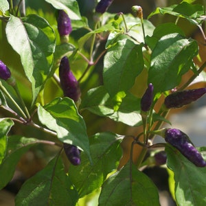 Purple Cayenne Pepper Seeds , Rich Spicy Pepper Seeds , Heirloom Pepper , Purple Cayenne Pepper Seeds 25 Seeds