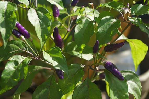 Purple Cayenne Pepper Seeds , Rich Spicy Pepper Seeds , Heirloom Pepper , Purple Cayenne Pepper Seeds 25 Seeds