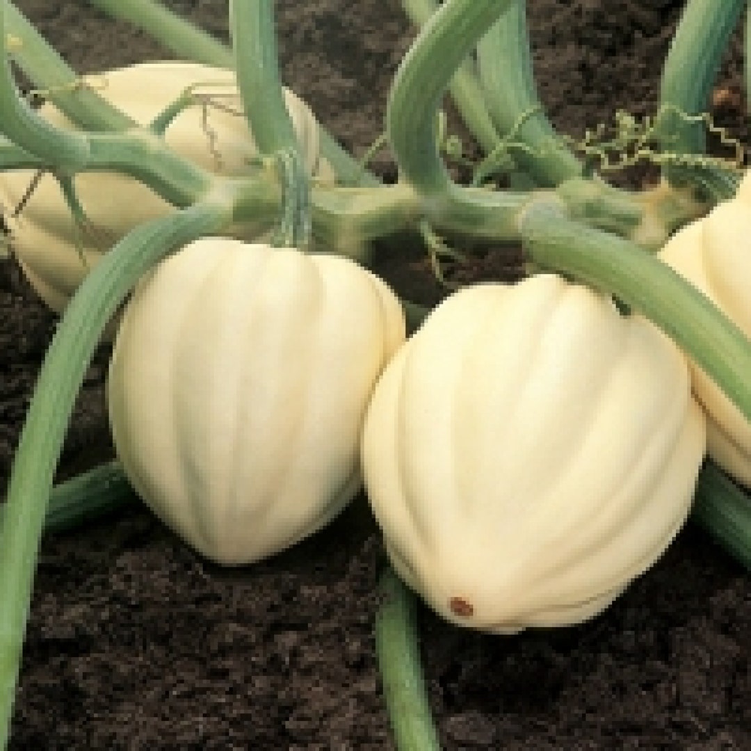 White Acorn Squash Seeds, Cream of the Crop, White Acorn, Ghost Acorn