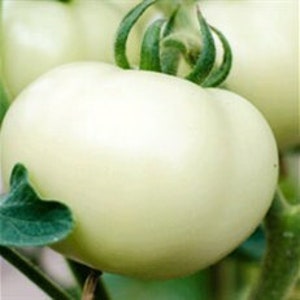 White Beefsteak Great White Tomato Seeds Indeterminate Non GMO Open Pollinated Heirloom Tomato Seeds | Rare beautiful Beefsteak 50 Seeds