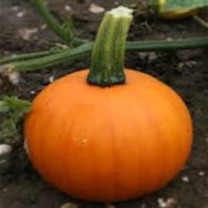 May include: A small, round, orange pumpkin with a green stem.