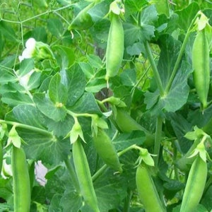 Sugar Snap Peas, Non GMO Heirloom Garden Peas, Sugar Snap Peas, Canning Peas, Sweet Garden Peas 100 Seeds