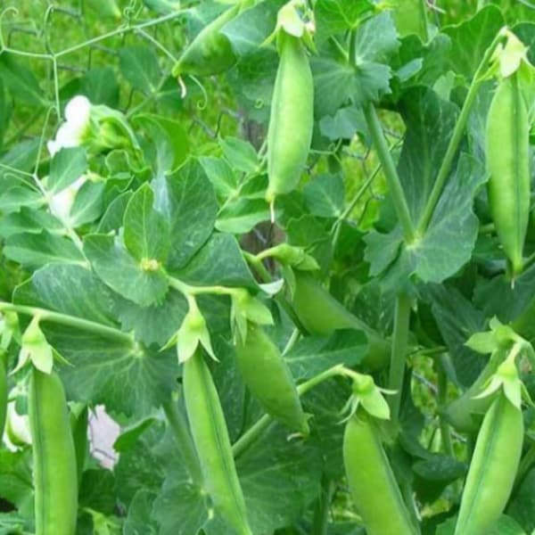 Sugar Snap Peas, Non GMO Heirloom Garden Peas, Sugar Snap Peas, Canning Peas, Sweet Garden Peas 100 Seeds