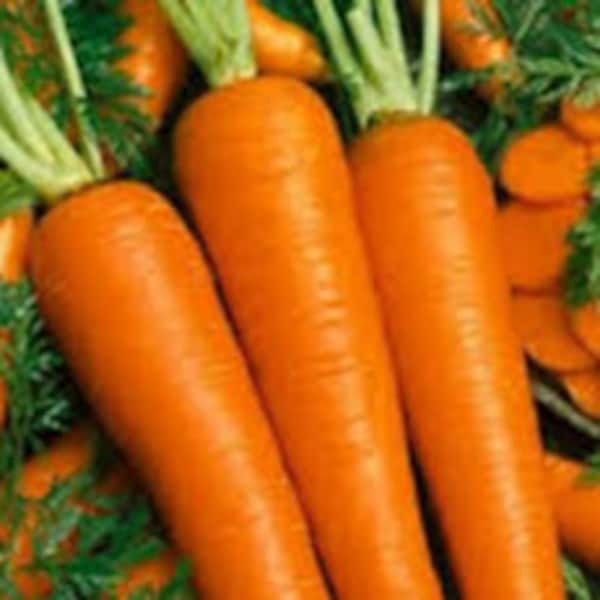 Tendersweet Carrot Seed 200 & 400 Seeds,  Non-Gmo, Tendersweet Seeds, Scarlet Nantes Carrot, Carrot Organic Seeds, Root Vegetable