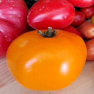 Amana Orange Tomato Seeds, Indeterminate Open Pollinated Non GMO Heirloom Tomato Seeds 50 Seeds