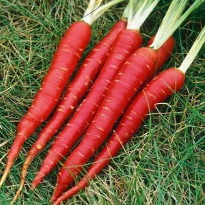 May include: A bunch of red carrots with green tops lying on a bed of green grass.
