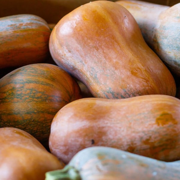 Honeynut Squash Seeds, Baby Butternut, Winter Squash Non GMO Specialty Butternut Squash Seeds, Cute Butternut 20 Seeds