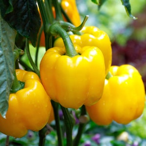 Golden Cal Wonder Bell Pepper Seeds, Non GMO Open Pollinated Heirloom Bell Pepper. 20 Seeds & 35 Seeds, Yellow Heirloom Bell Pepper