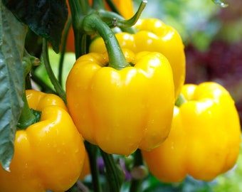 Golden Cal Wonder Bell Pepper Seeds, Non GMO Open Pollinated Heirloom Bell Pepper. 20 Seeds & 35 Seeds, Yellow Heirloom Bell Pepper