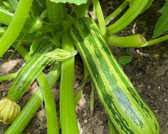 Semillas de calabacín Cocozelle, semillas de calabacín italiano rayado de polinización abierta sin OMG - Calabacín italiano rayado