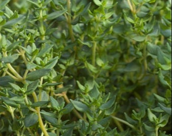 Common Thyme seeds, Open Pollinated Non GMO Heirloom Herb Seeds 130 Seeds