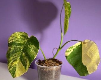 Monstera Borsigiana Aurea Variegated - 3 Leaves in 6" Pot - US Seller
