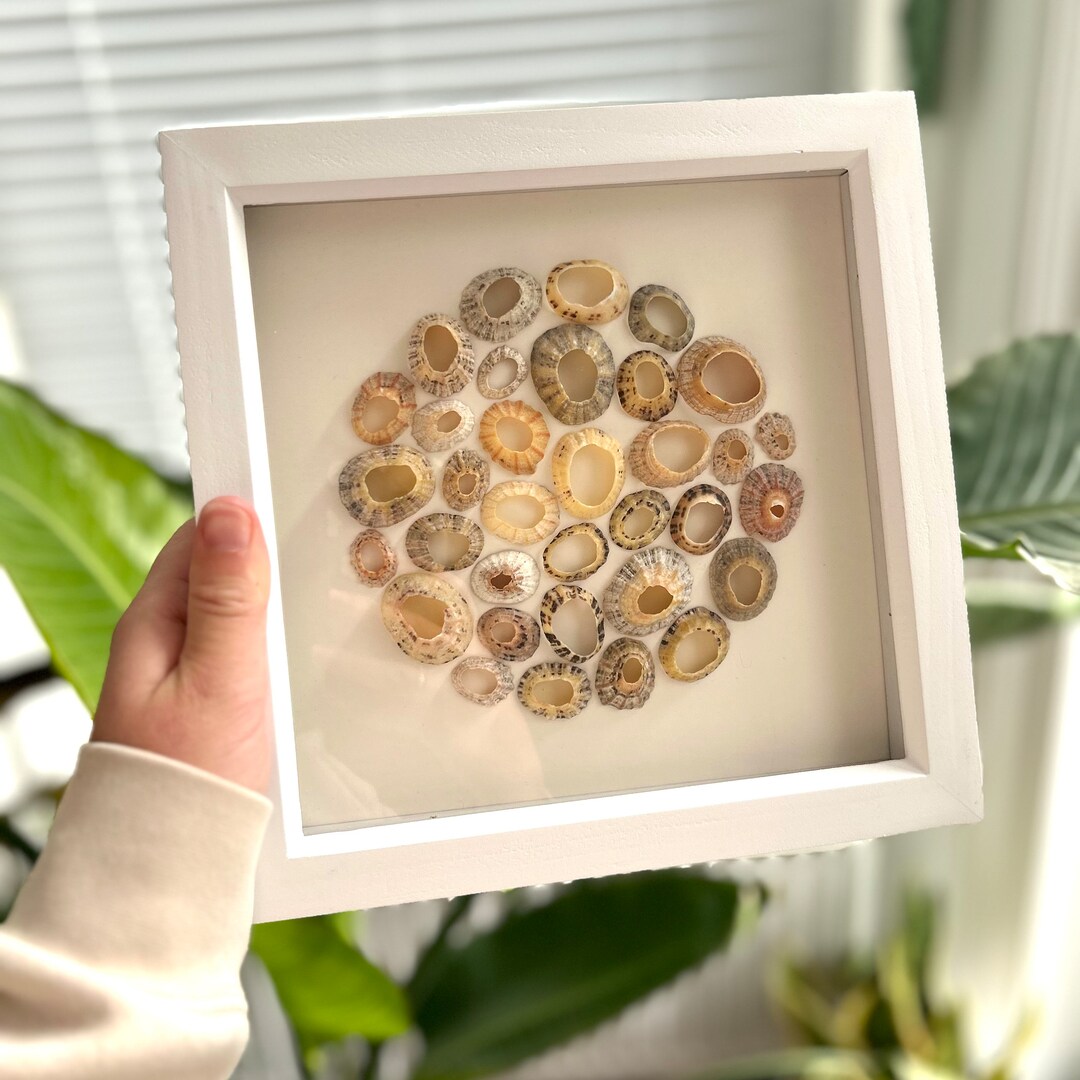 Limpet Rings - Etsy