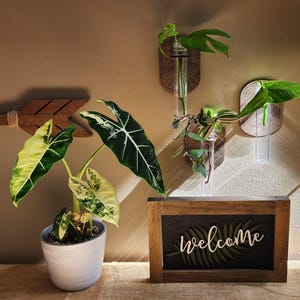Wall Propagation Station - 3-piece Walnut Boho Plant décor, Hydroponic Station, Plant Propagation Station, Plant Lover Gift